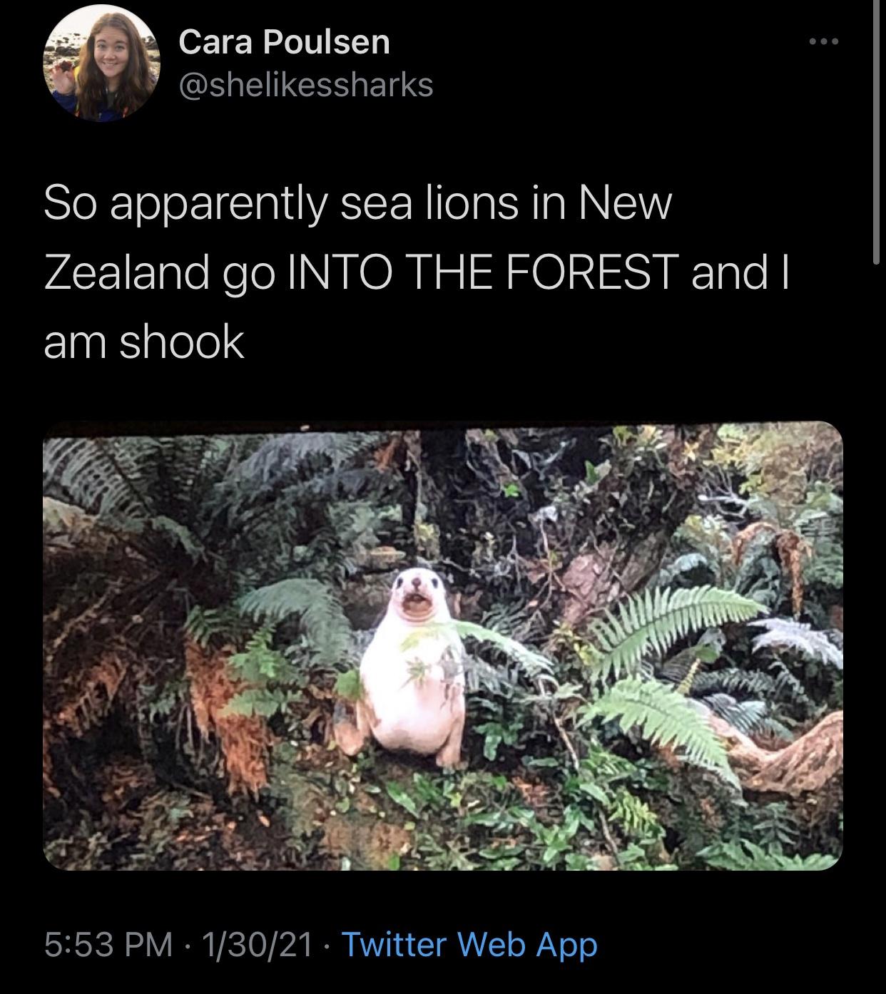 funny twitter jokes - So apparently sea lions in New Zealand go Into The Forest and I am shook