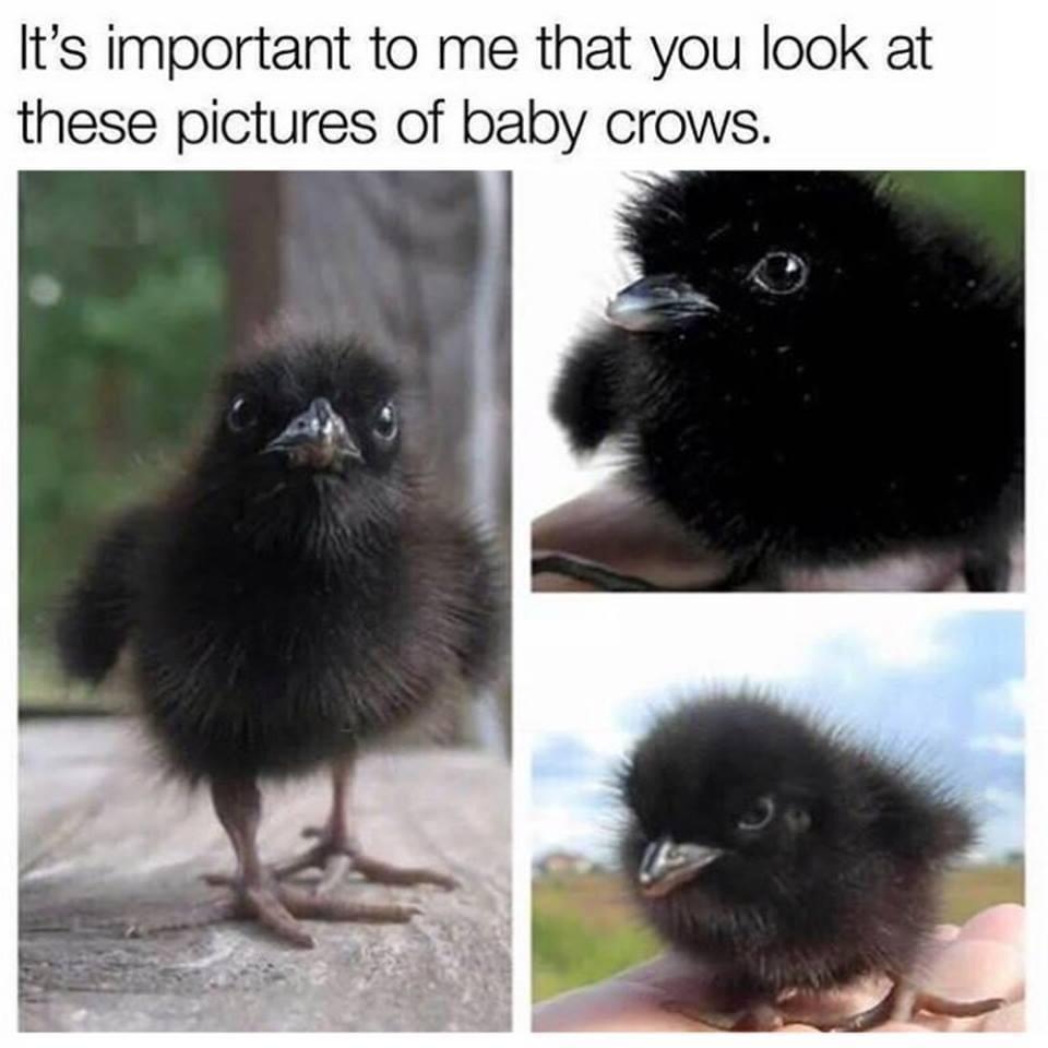 cute crow - It's important to me that you look at these pictures of baby crows.