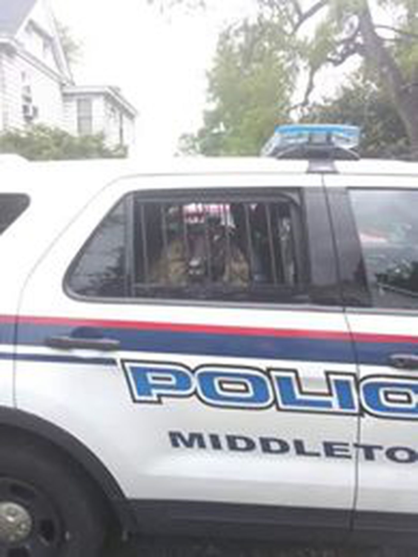 sheep in a police car - Polic Middleto