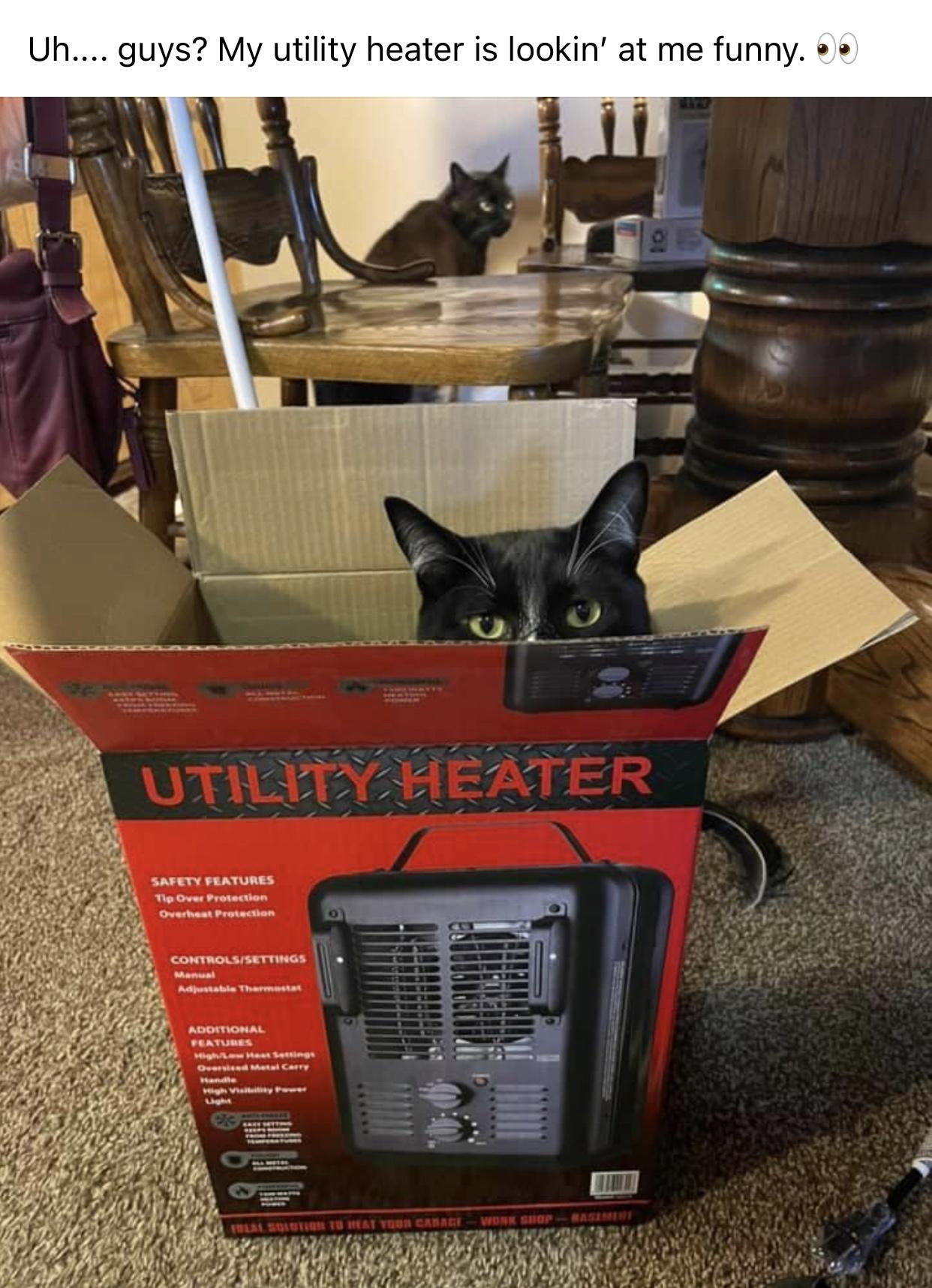 cat - Uh.... guys? My utility heater is lookin' at me funny. Utility Heater Safety Features Tip Over Protection Overheat Protection Controlsisettings Manual Adjustable Thermostat Additional Features Her Settings Oversked Metal Carry Light Sistem Tu Hat Yo