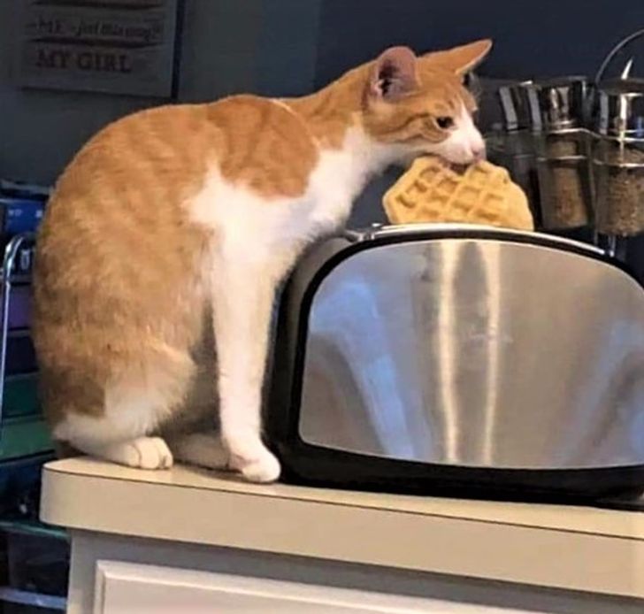 cat stealing waffles