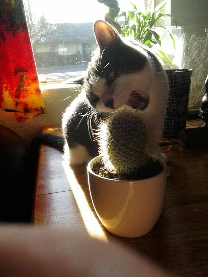 cat biting cactus