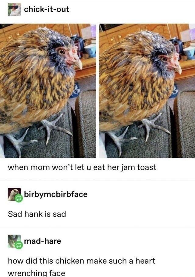 chicken with a heart wrenching face - chickitout when mom won't let u eat her jam toast birbymcbirbface Sad hank is sad madhare how did this chicken make such a heart wrenching face