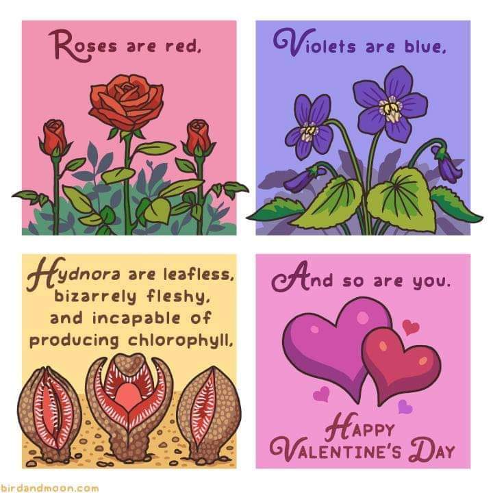 flora - Roses are red, V iolets are blue, . Hydnora are leafless. And so are you. bizarrely fleshy. and incapable of producing chlorophyll. Happy Valentine'S Day birdand moon.com