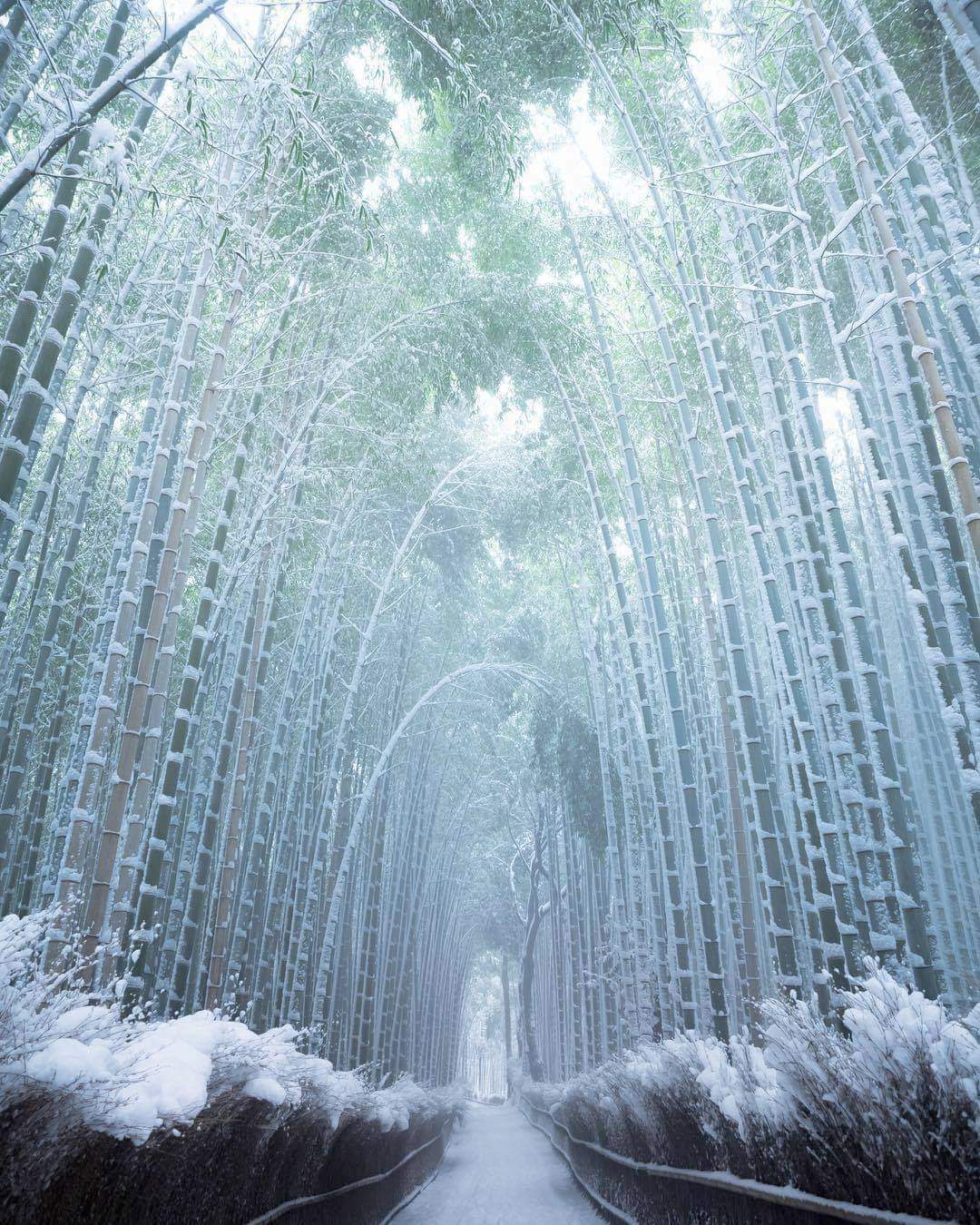 path of frozen bamboo
