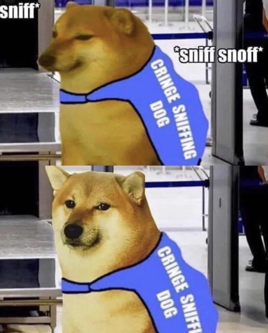 cringe meme - sniff snoff Cringe Sniffing Dog Cringe Sniffi Dog sniff