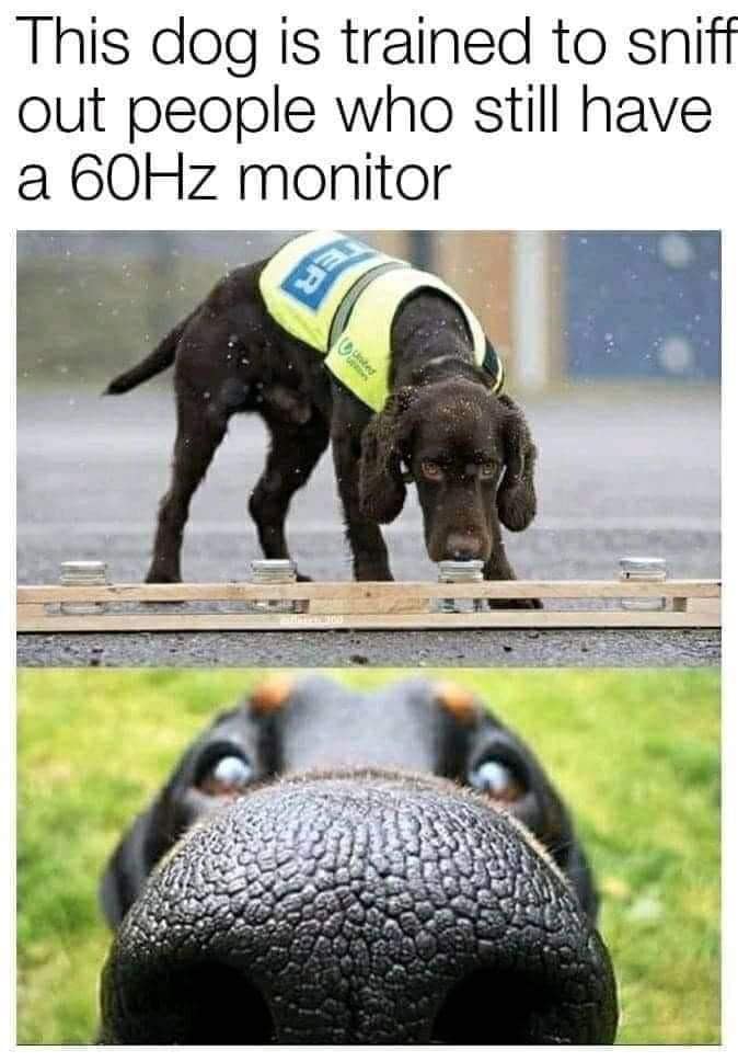 dog is trained to sniff musicians - This dog is trained to sniff out people who still have a 60Hz monitor Hi
