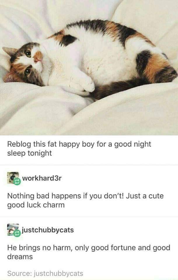 Cat - Reblog this fat happy boy for a good night sleep tonight workhard3r Nothing bad happens if you don't! Just a cute good luck charm justchubbycats He brings no harm, only good fortune and good dreams Source justchubbycats