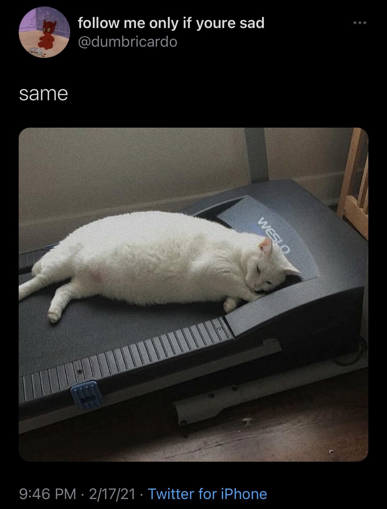 fat cat on treadmill - me only if youre sad same Weslo 21721 Twitter for iPhone