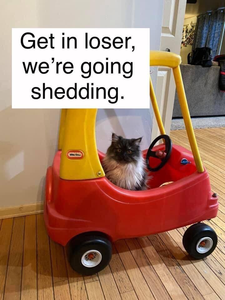 quotes - Get in loser, we're going shedding.