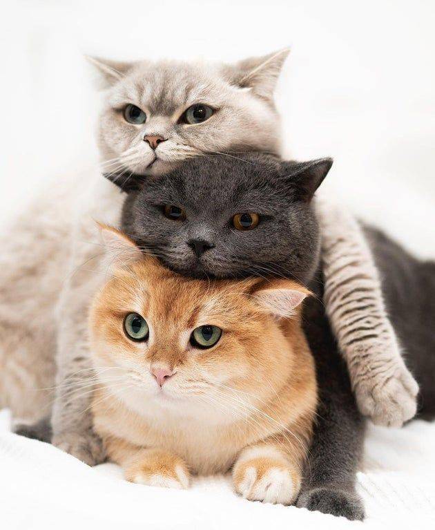 funny pics and memes - three cats stacked on top of each other