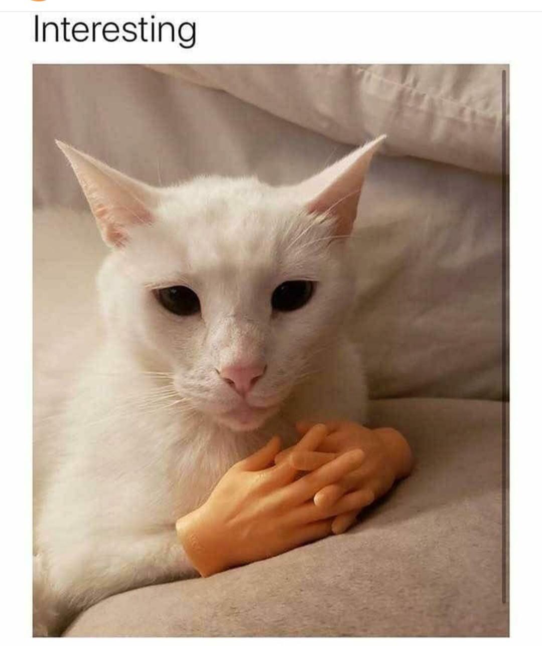 funny pics and memes - funny cats with tiny human hands - Interesting