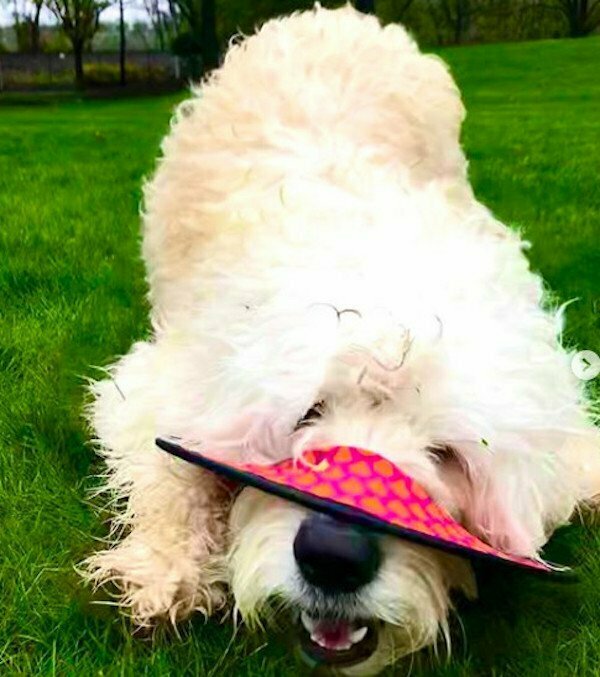 funny pics and memes - goldendoodle dog cute funny playing with frisbee hat