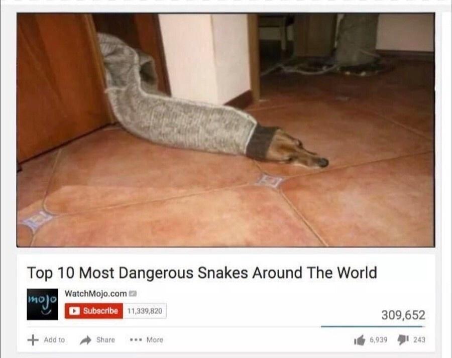 funny pics - Top 10 Most Dangerous Snakes Around The World