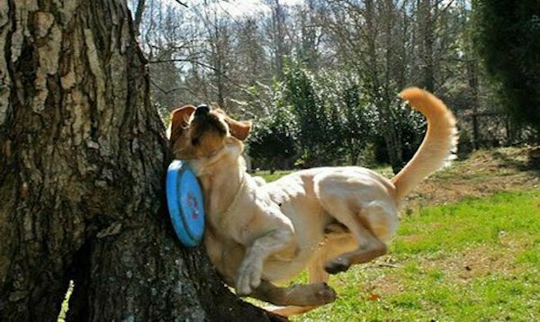 funny pics - dog chasing frisbee running into tree