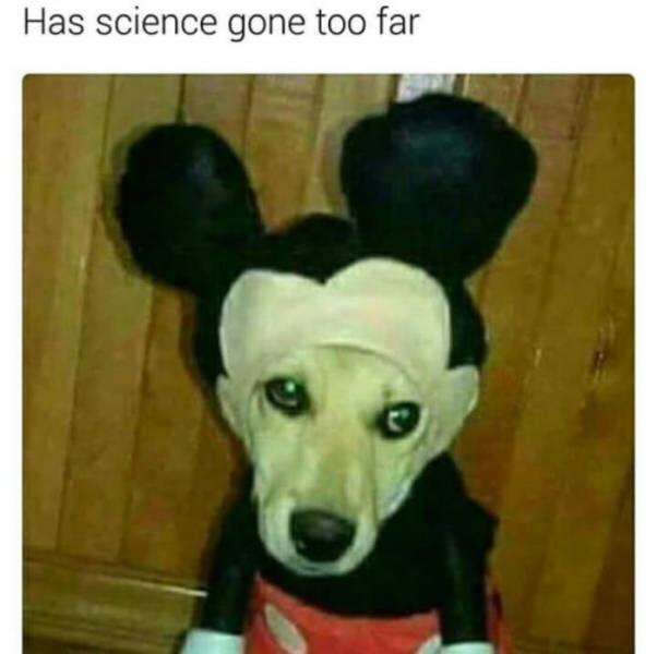 funny pics - dog in mickey mouse costume - Has science gone too far