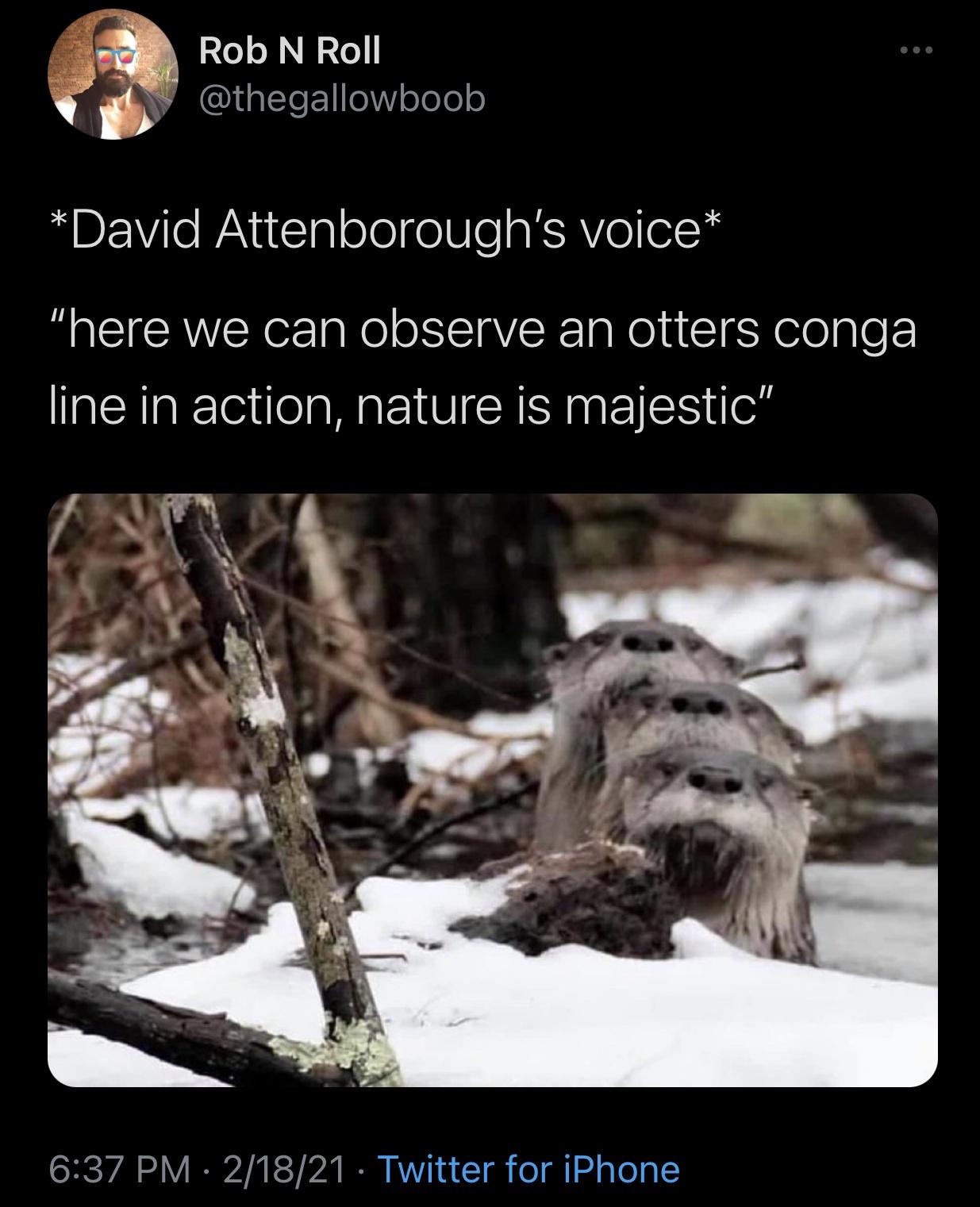 funny pics - David Attenborough's voice here we can observe an otter's conga line in action