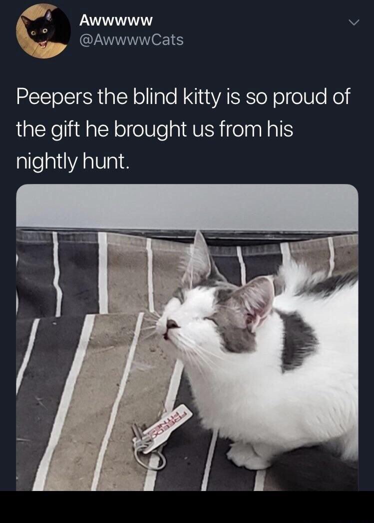 funny pics - Awwwww Peepers the blind kitty is so proud of the gift he brought us from his nightly hunt.
