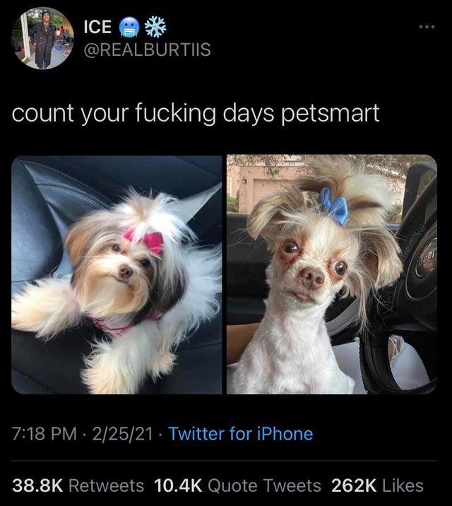 dog - Ice count your fucking days petsmart 22521 Twitter for iPhone Quote Tweets
