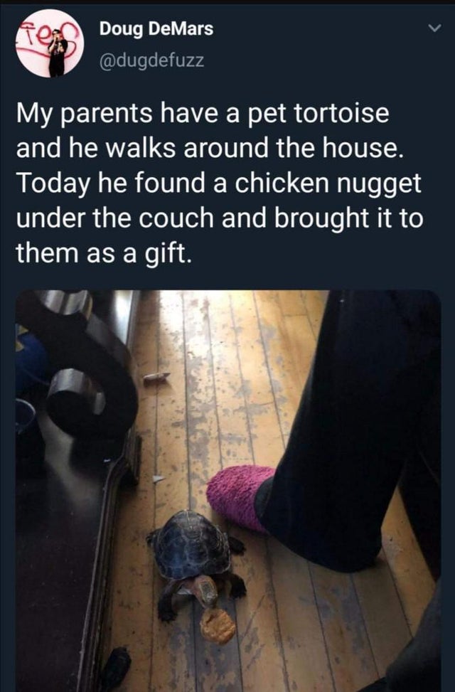 gratitude meme - Ten Doug DeMars My parents have a pet tortoise and he walks around the house. Today he found a chicken nugget under the couch and brought it to them as a gift.