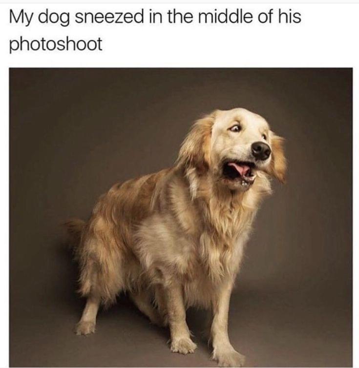 dog memes sneezing - My dog sneezed in the middle of his photoshoot