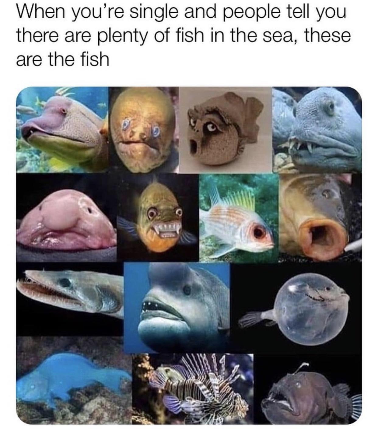 there are plenty of fish in the sea meme - When you're single and people tell you there are plenty of fish in the sea, these are the fish 0