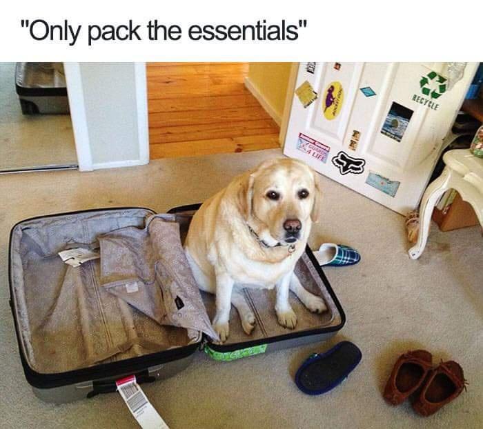 dog in suitcase - "Only pack the essentials" Recycle God 4LIFE