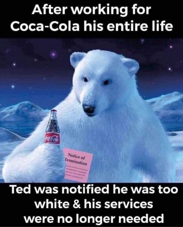 coke polar bear - After working for CocaCola his entire life Notice of Termination Ted was notified he was too white & his services were no longer needed