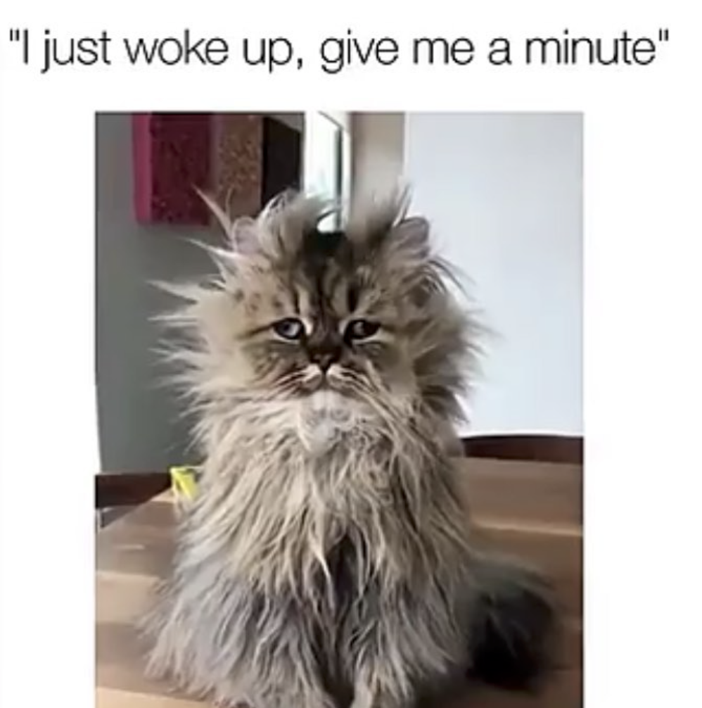 just woke up cat - "I just woke up, give me a minute"