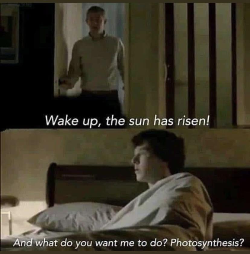 wake up the sun has risen - Wake up, the sun has risen! And what do you want me to do? Photosynthesis?