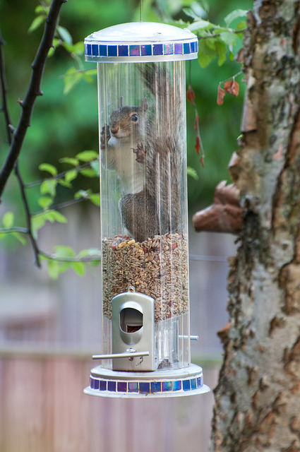 squirrel inside bird feeder