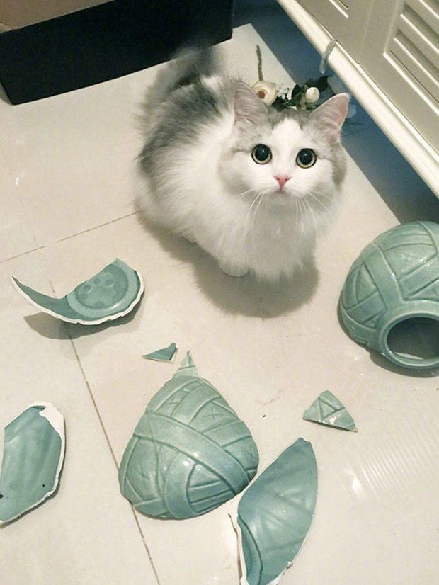 cat breaking vase