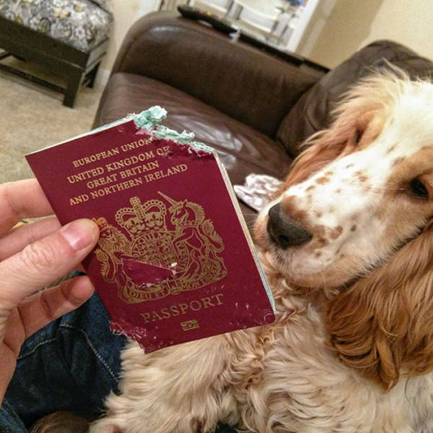 british passport - European Union United Kingdom Of Great Britain And Northern Ireland Passport