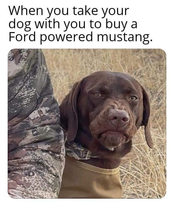 photo caption - When you take your dog with you to buy a Ford powered mustang.