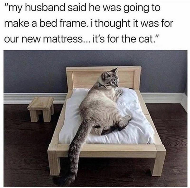 Cat Bed -