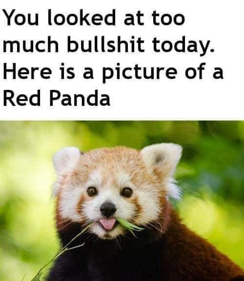 monday morning randomness - red panda endangered You looked at too much bullshit today. Here is a picture of a Red Panda