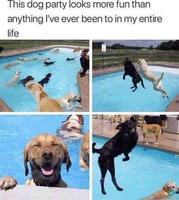 monday morning randomness - good boi doggo - This dog party looks more fun than anything I've ever been to in my entire life