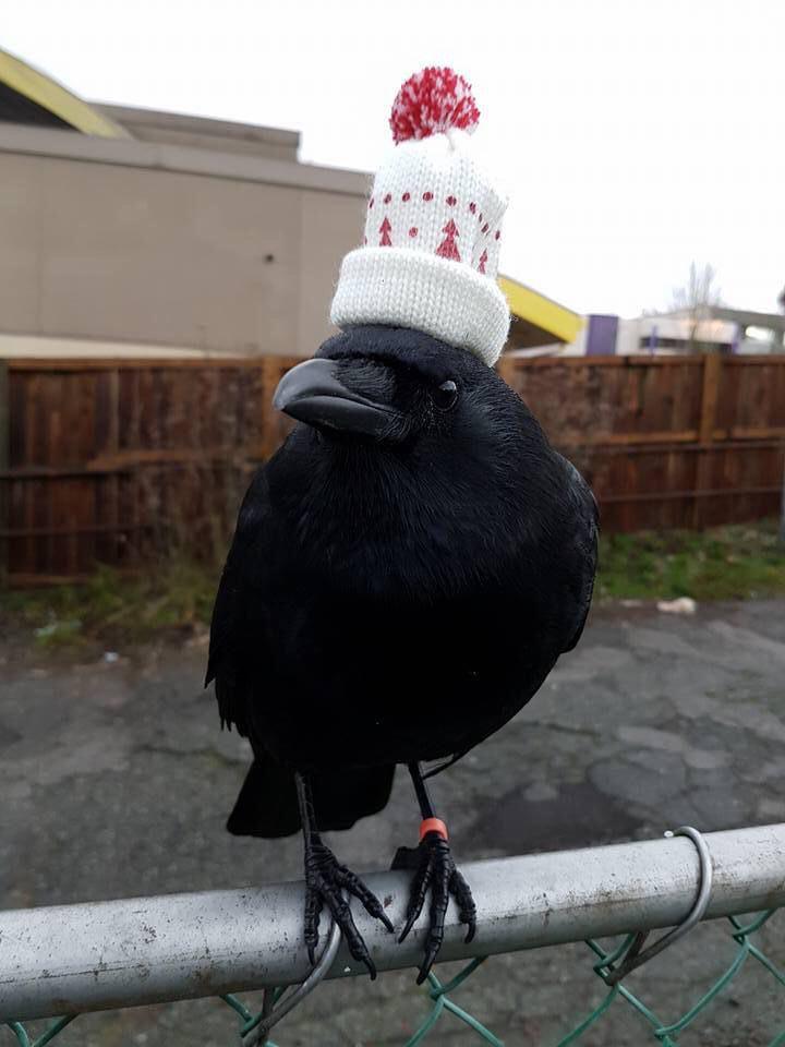 monday morning randomness - bird with hat
