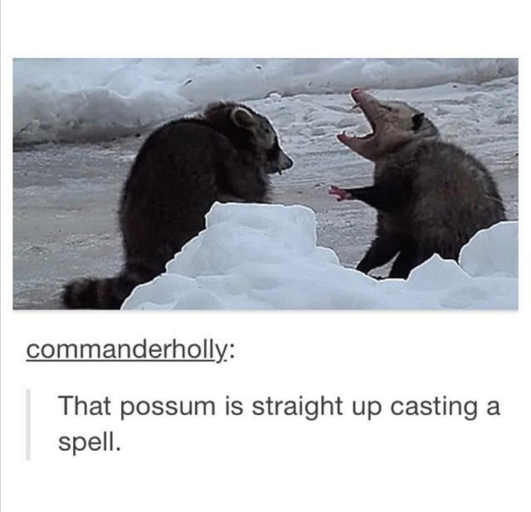 funny gaming memes - fauna - commanderholly That possum is straight up casting a spell.