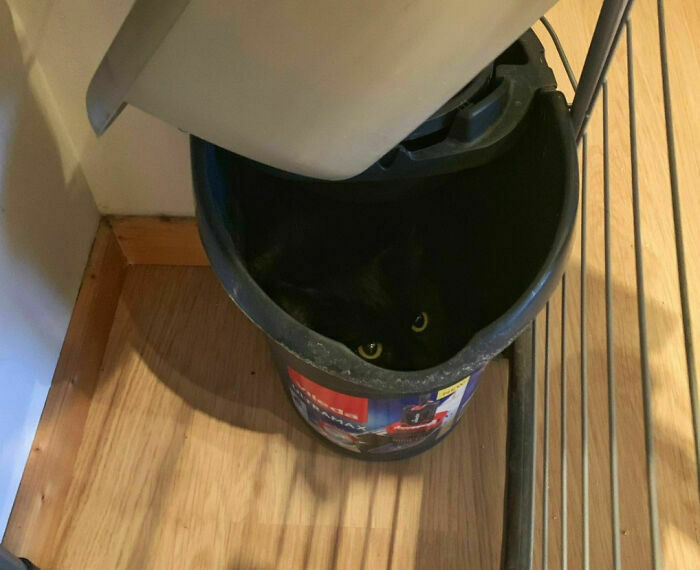 Caturday Cats Found In All The Unusual Places