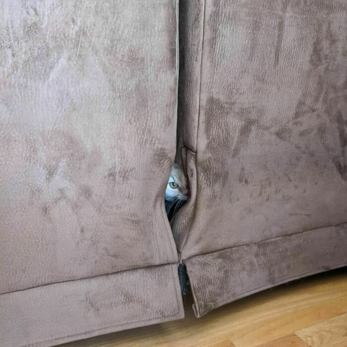 Caturday Cats Found In All The Unusual Places