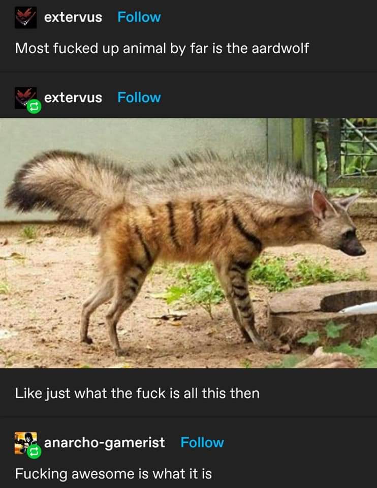 fauna - extervus Most fucked up animal by far is the aardwolf extervus just what the fuck is all this then anarchogamerist Fucking awesome is what it is