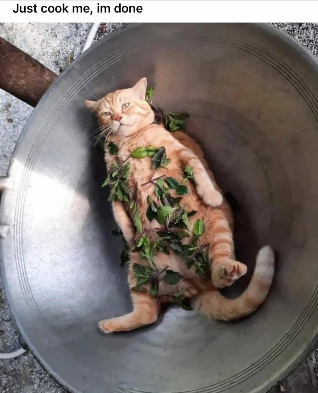 Cat - Just cook me, im done