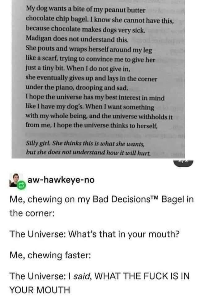 bad decisions bagel - My dog wants a bite of my peanut butter chocolate chip bagel. I know she cannot have this, because chocolate makes dogs very sick. Madigan does not understand this. She pouts and wraps herself around my leg a scarf, trying to convinc