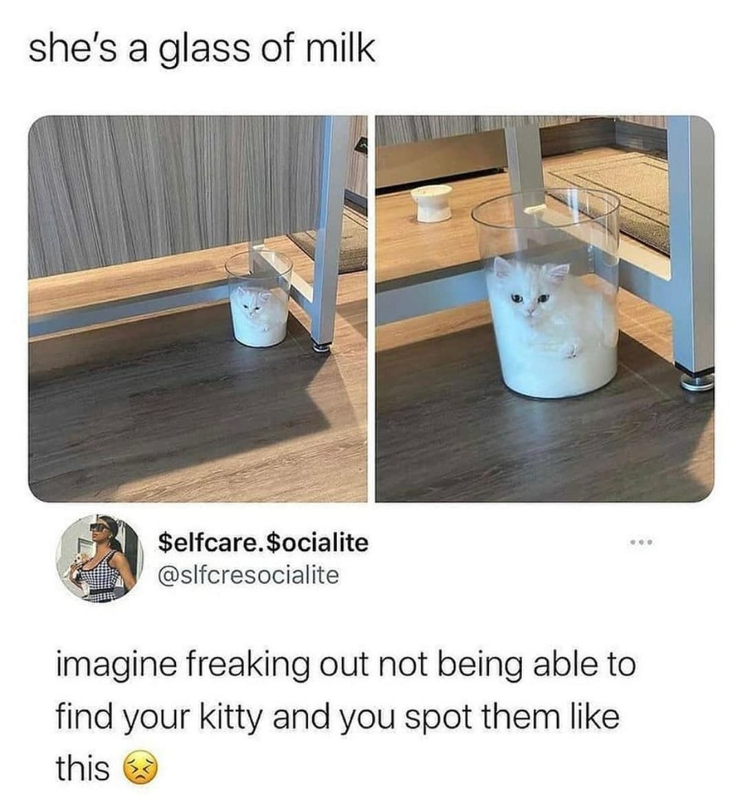 floor - she's a glass of milk $elfcare. $ocialite imagine freaking out not being able to find your kitty and you spot them this