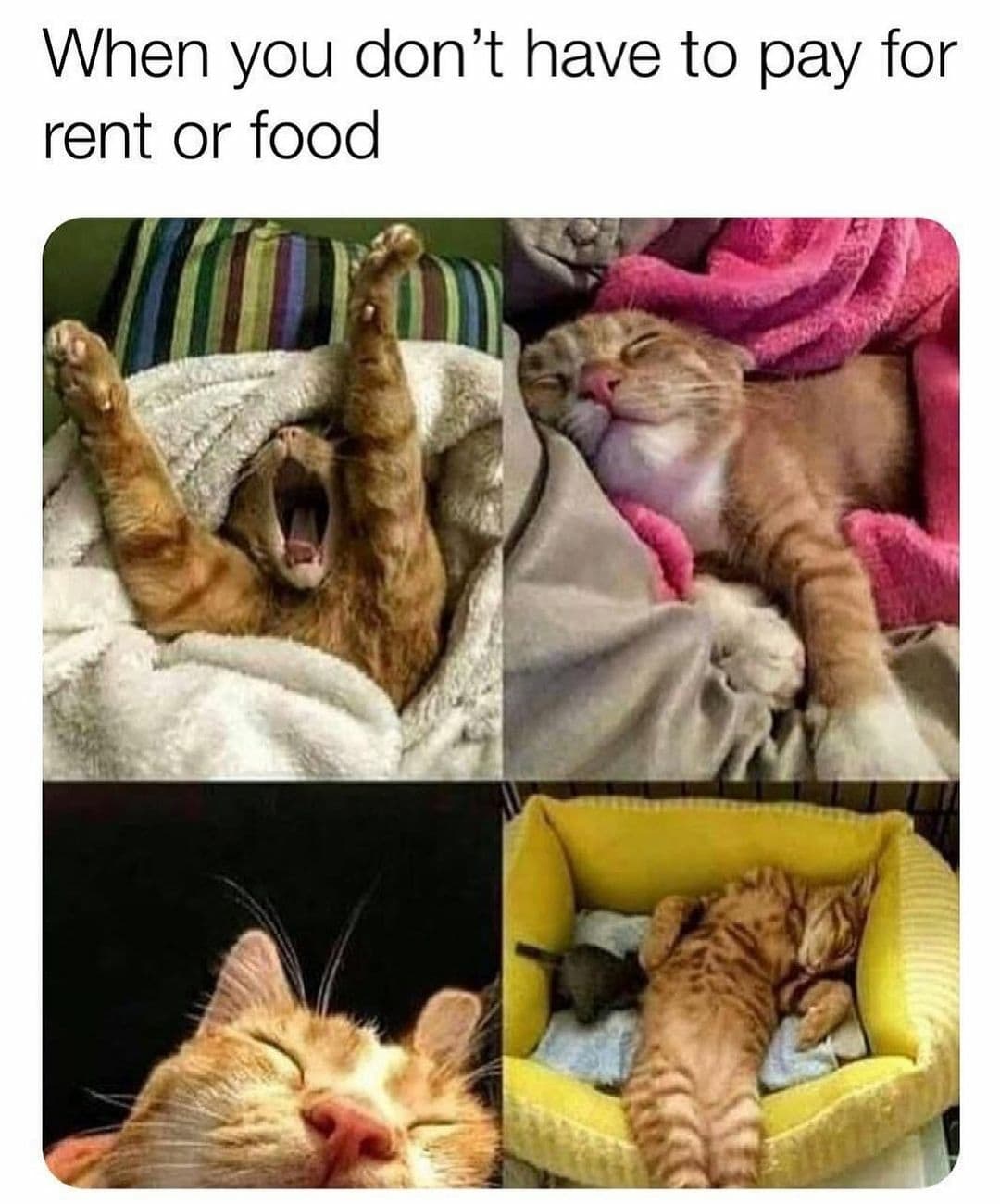 freeloader meme - When you don't have to pay for rent or food