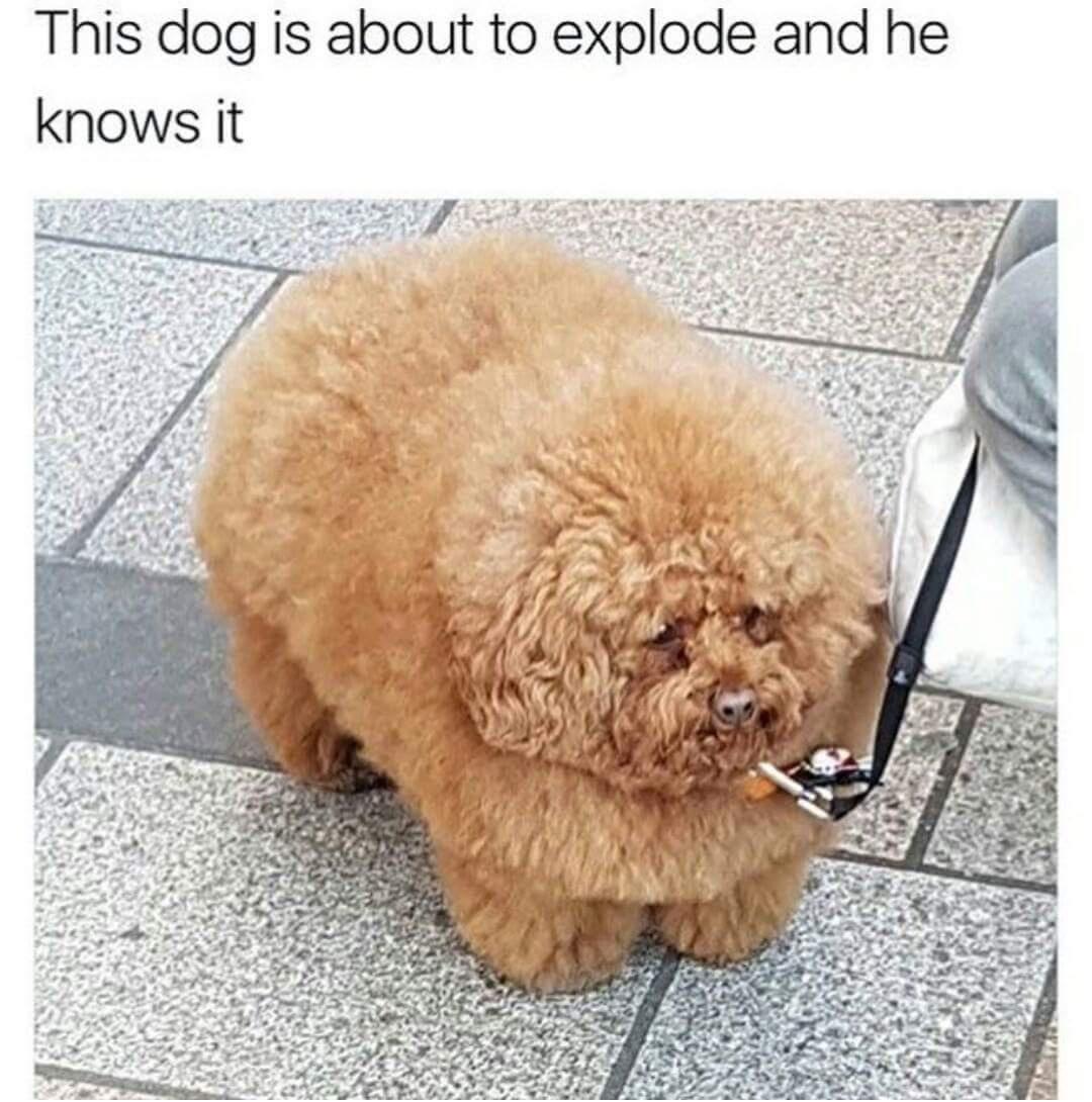 dog - This dog is about to explode and he knows it