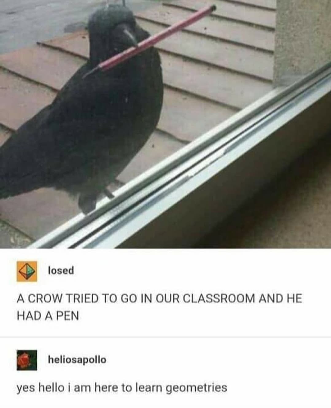 fauna - losed A Crow Tried To Go In Our Classroom And He Had A Pen heliosapollo yes hello i am here to learn geometries