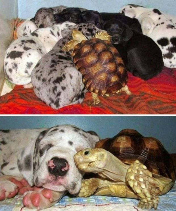 30 Pics Of Animals That Will Warm Your Heart
