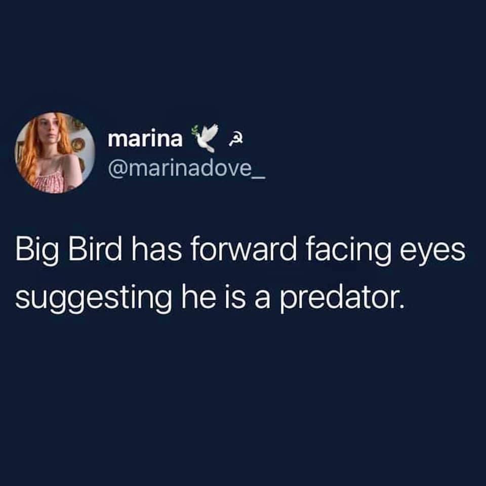 computer wallpaper - marina A Big Bird has forward facing eyes suggesting he is a predator.